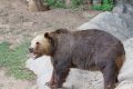 v zoo