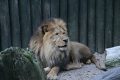 v zoo